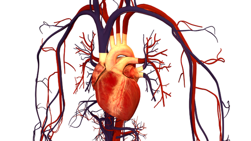 Cardiovascular Manifestations